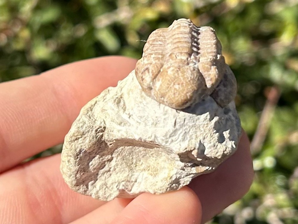 Oklahoma Fossil Trilobite Kainops invius Devonian Bug in Matrix