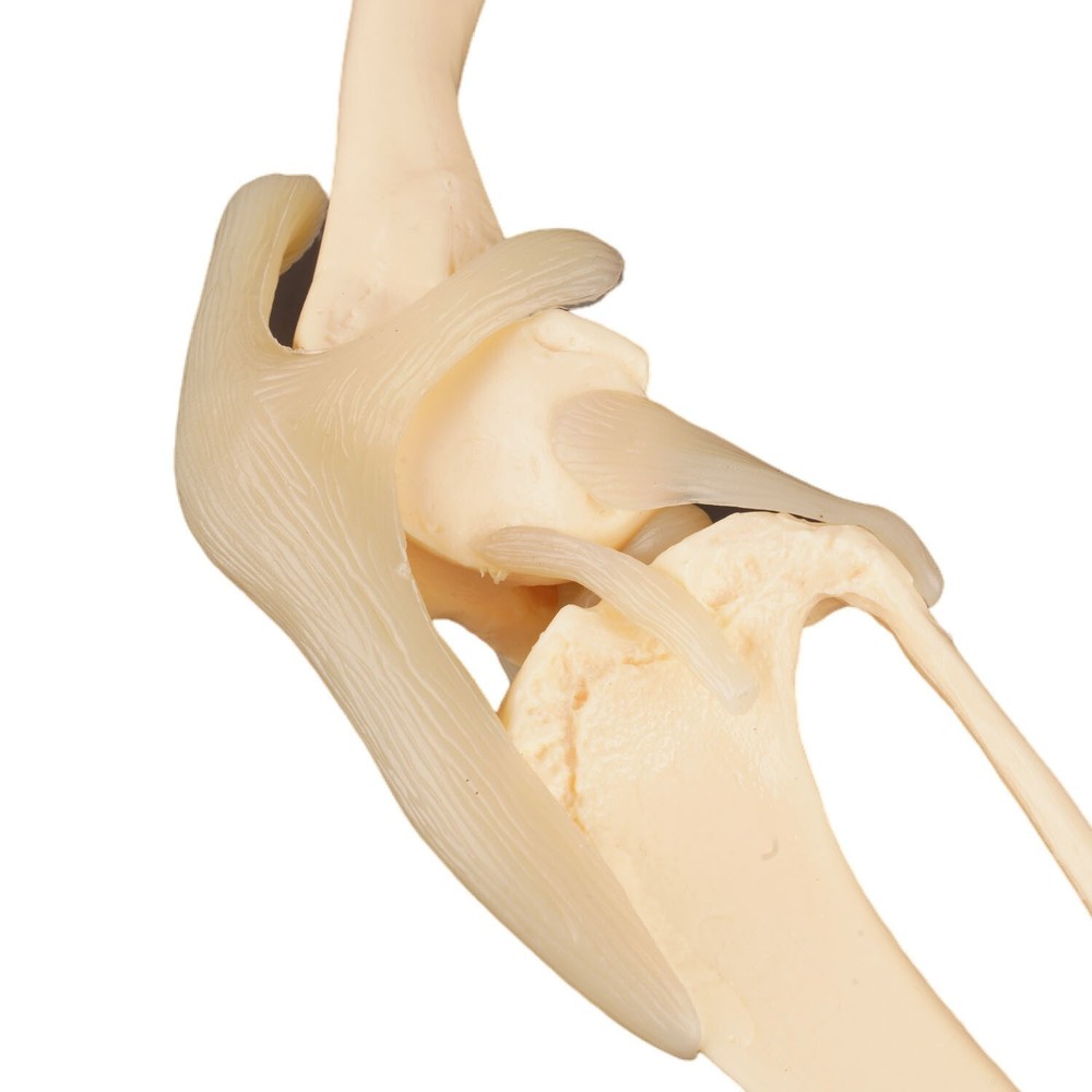 Dog Knee Joint Model Bone Animal Bone Specimen Veterinary Teaching Tools