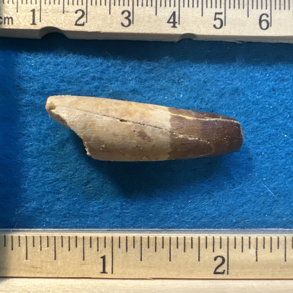 Spinosaurus Extinct Dinosaur Partial Tooth Fossil in Display Case