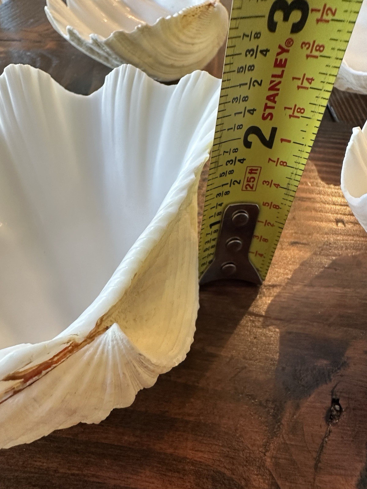 Set Of 6 TRIDACNA GIGAS(?) Clam Sea Shells Half 6” x 4” BEAR PAW Nautical Ocean