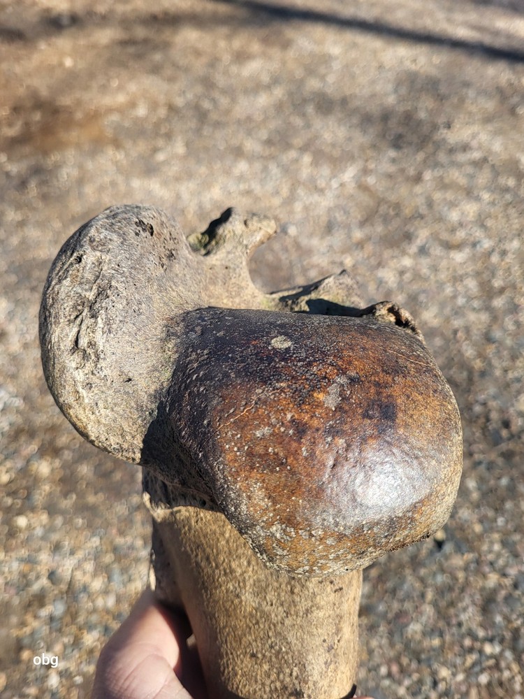 Historic Bison Humerus Bone not a fossil
