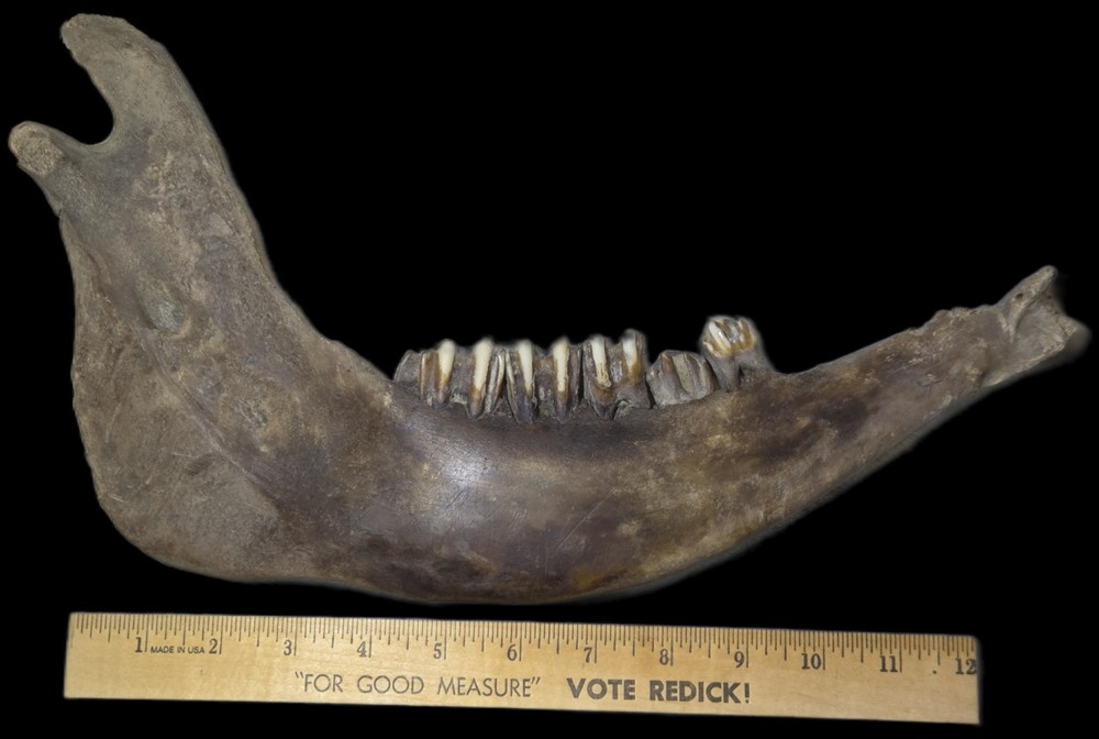 Bison Antiquus Jawbone
