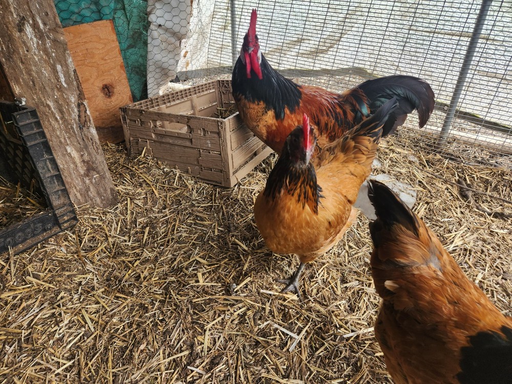 Vorwerk hatching eggs