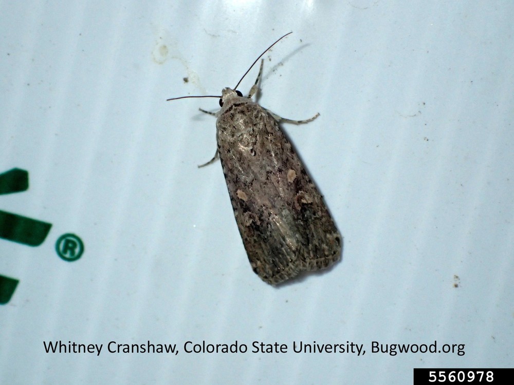 Beet Armyworm Trap