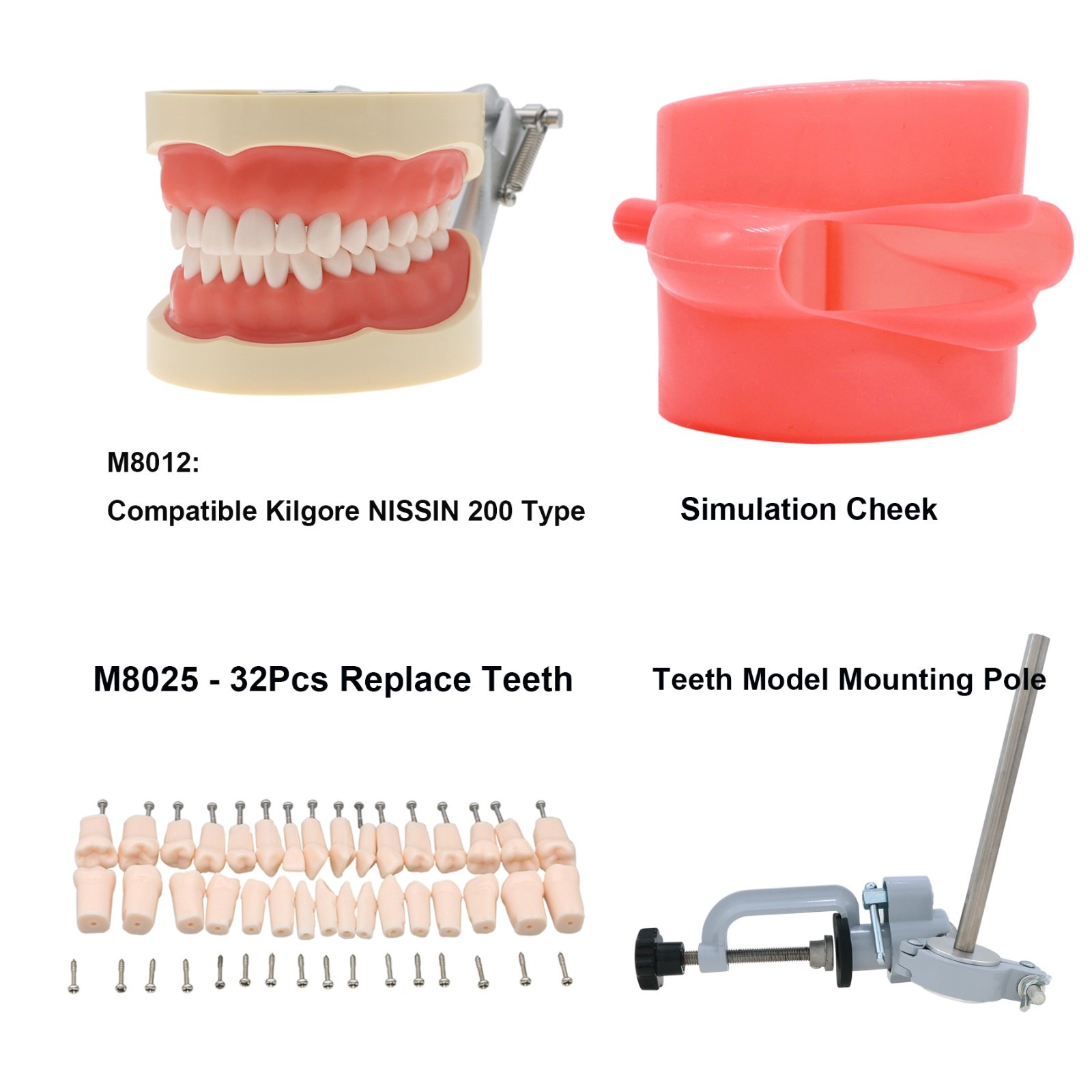 Dental 200 Type Typodont Model With Removable Teeth fit Kilgore NISSIN M8012
