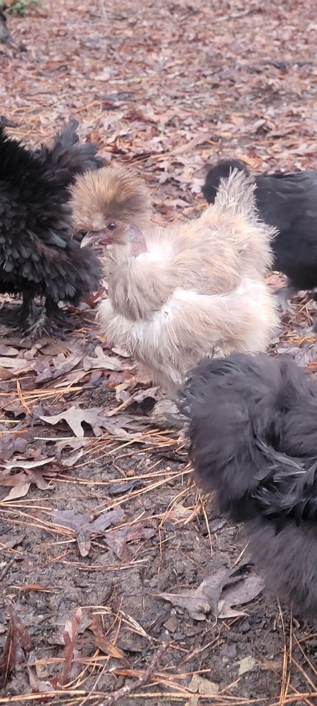 mottled silkie hatching eggs