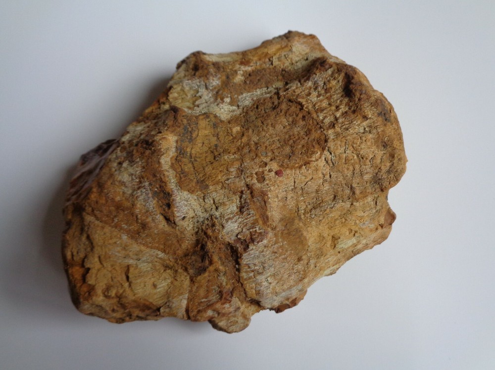 PETRIFIED WOOD - COLORADO LARGE NICE EXAMPLE!!