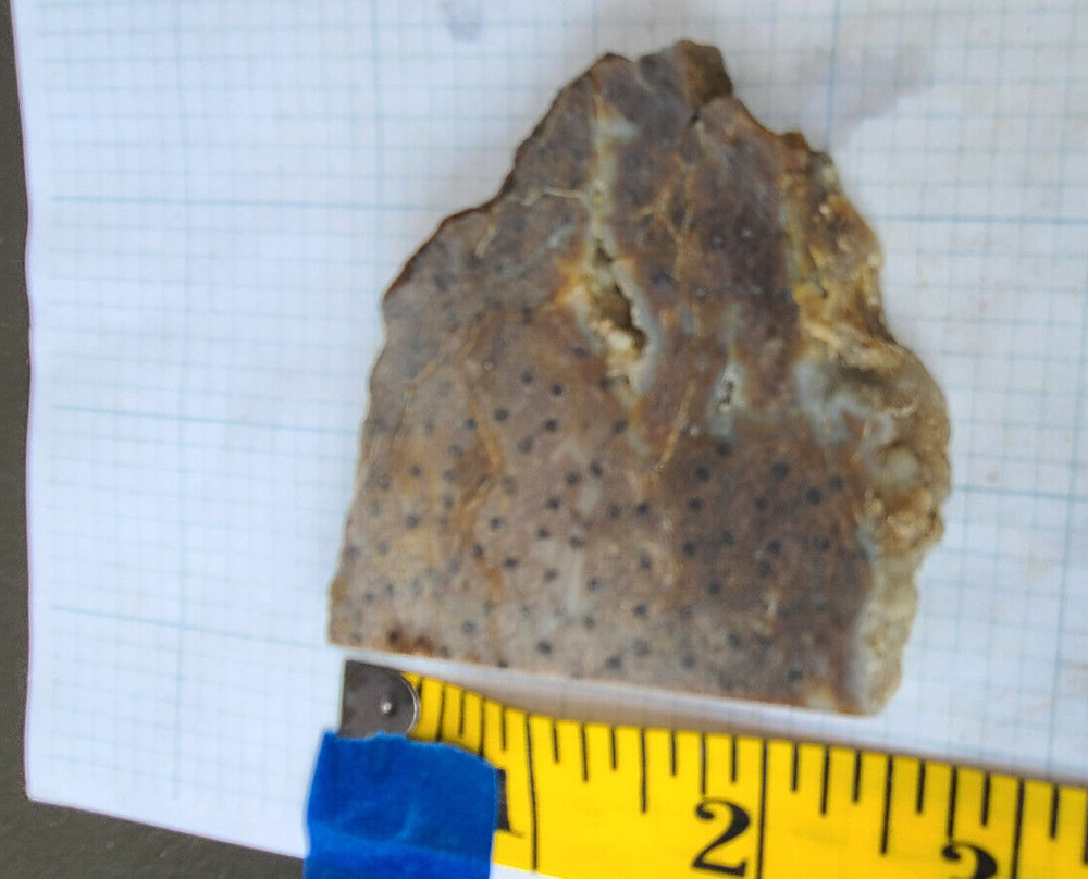 Petrified PalmSlab