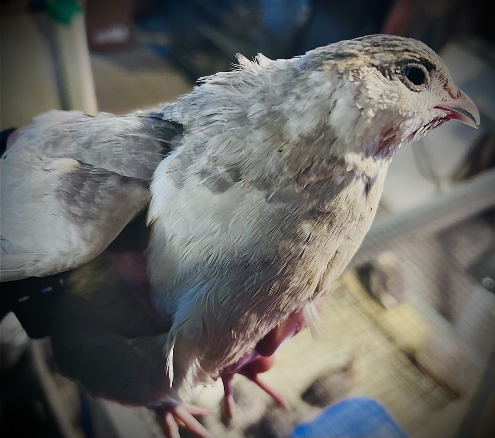 42 + 6 Extra Hatching Coturnix Jumbo Quail