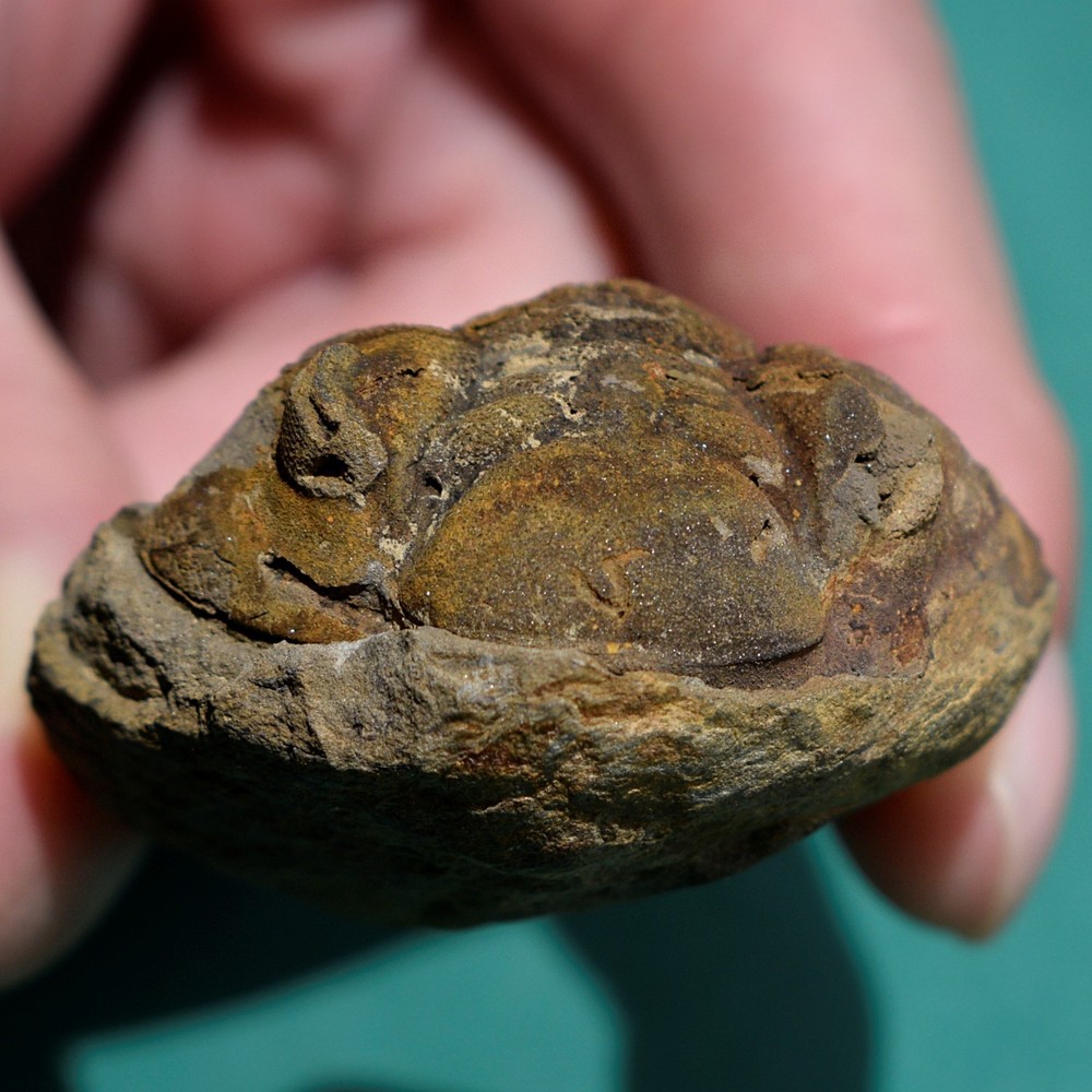 Trilobite, Eldredgeia eocryphaeus: Bolivia devonian trilobite fossil