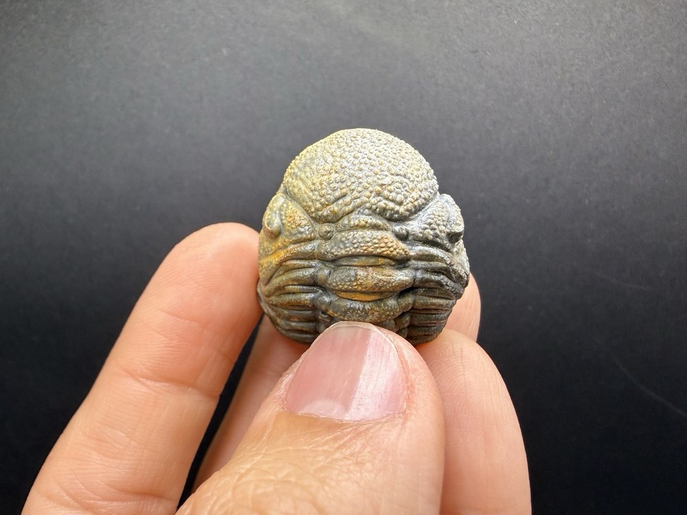 Enrolled Moroccops Trilobite