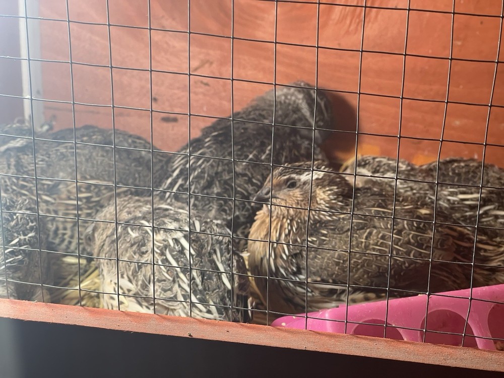 42 + 6 Extra Hatching Coturnix Jumbo Quail