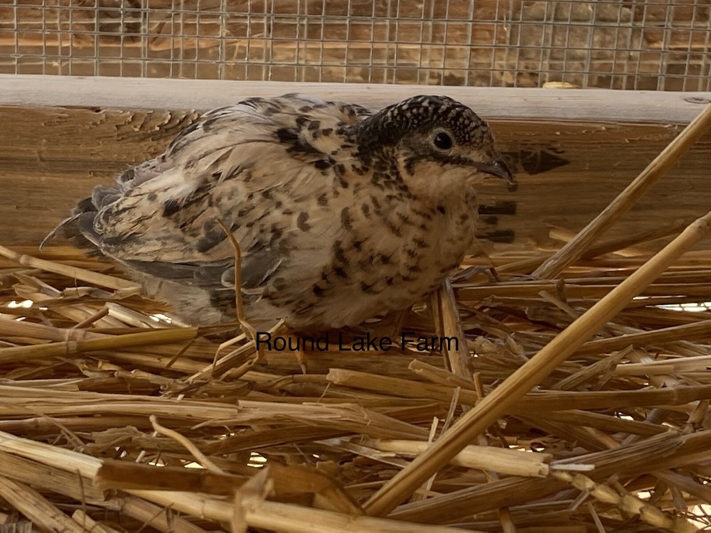 Beautiful Fertile Button Quail Hatching Eggs