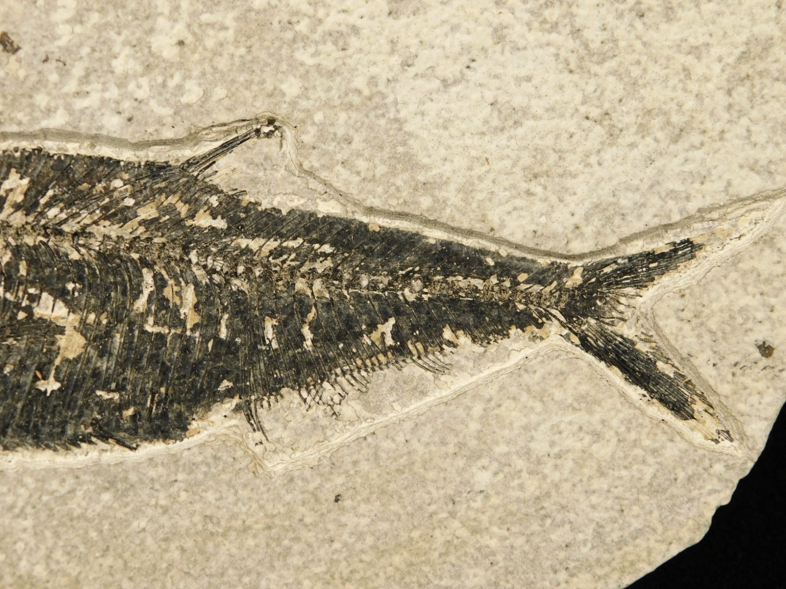 Larger! FIFTY Million Year Old! Diplomystus Dentatus FISH Fossil Wyoming 343gr