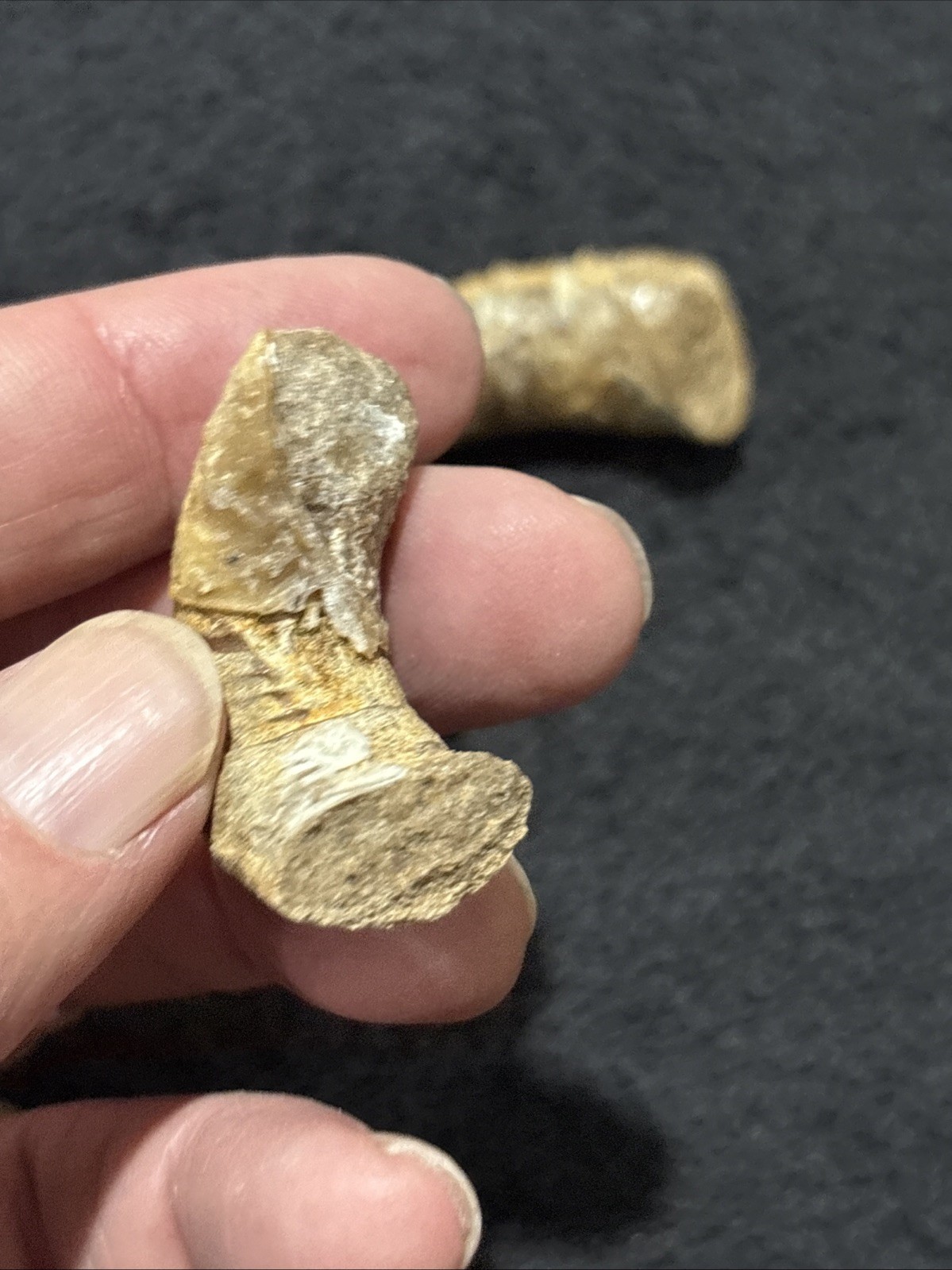 Exceedingly Rare Heteromorph Ammonite eubostrychoceras Madagascar 3 Pieces