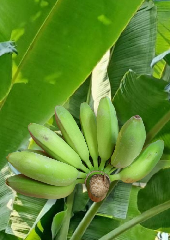 Banana Fresh