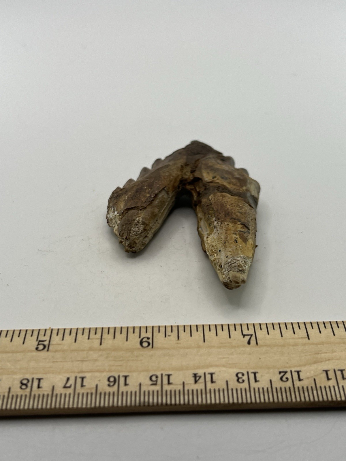 BASILOSAURUS TOOTH FOSSIL Late Eocene 40 Mi Yrs Old Artiodactyl 3” X 2” C12