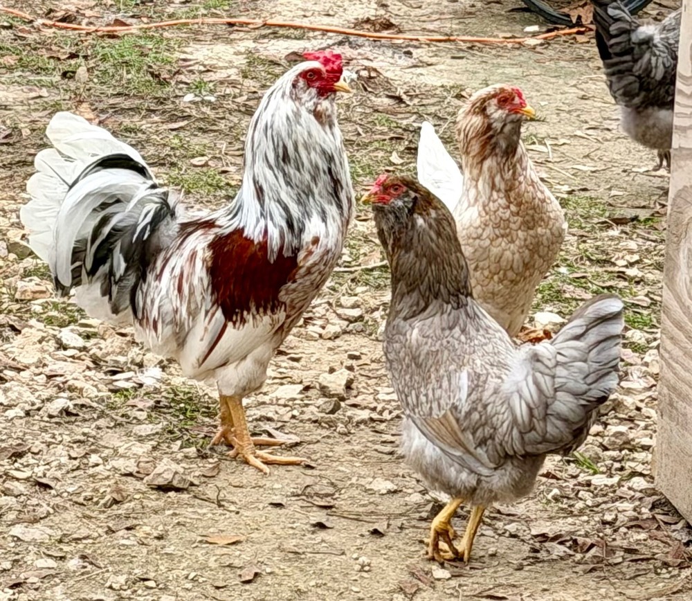 Whiting True Blue Hatching Eggs - x18+plus extras