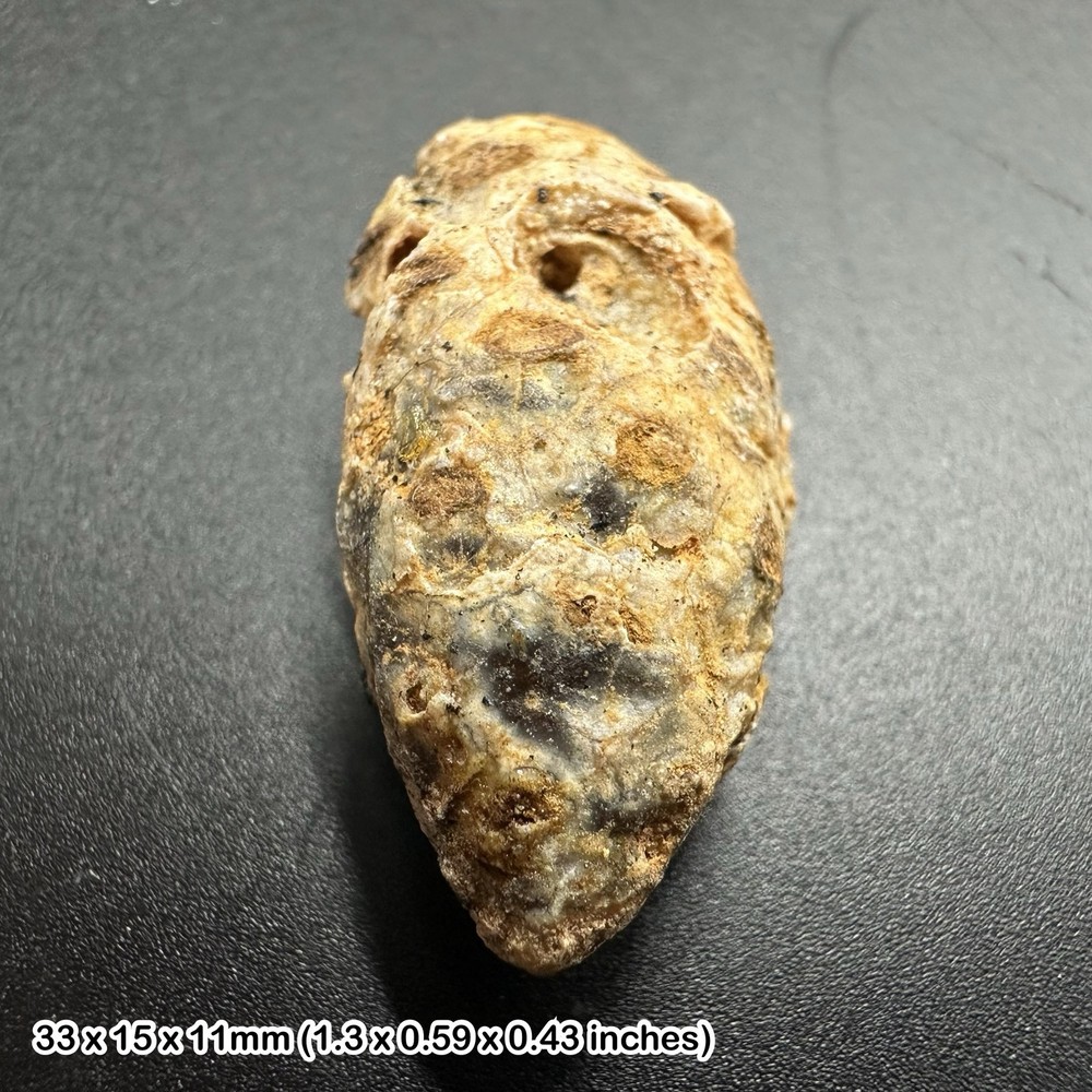Fossil pine cone, western sahara, eocene age