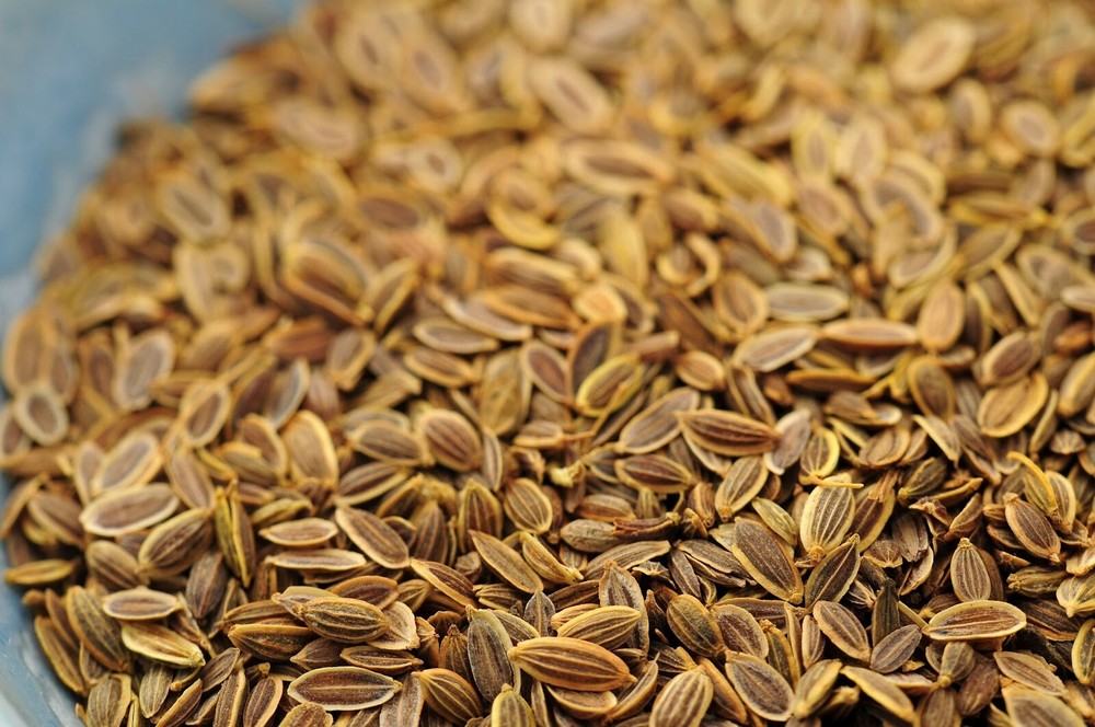 Dill Seed 1 oz organic