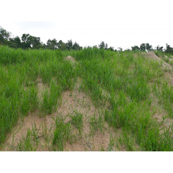 Vapor Barrier Supply - Straw Erosion Control Blanket