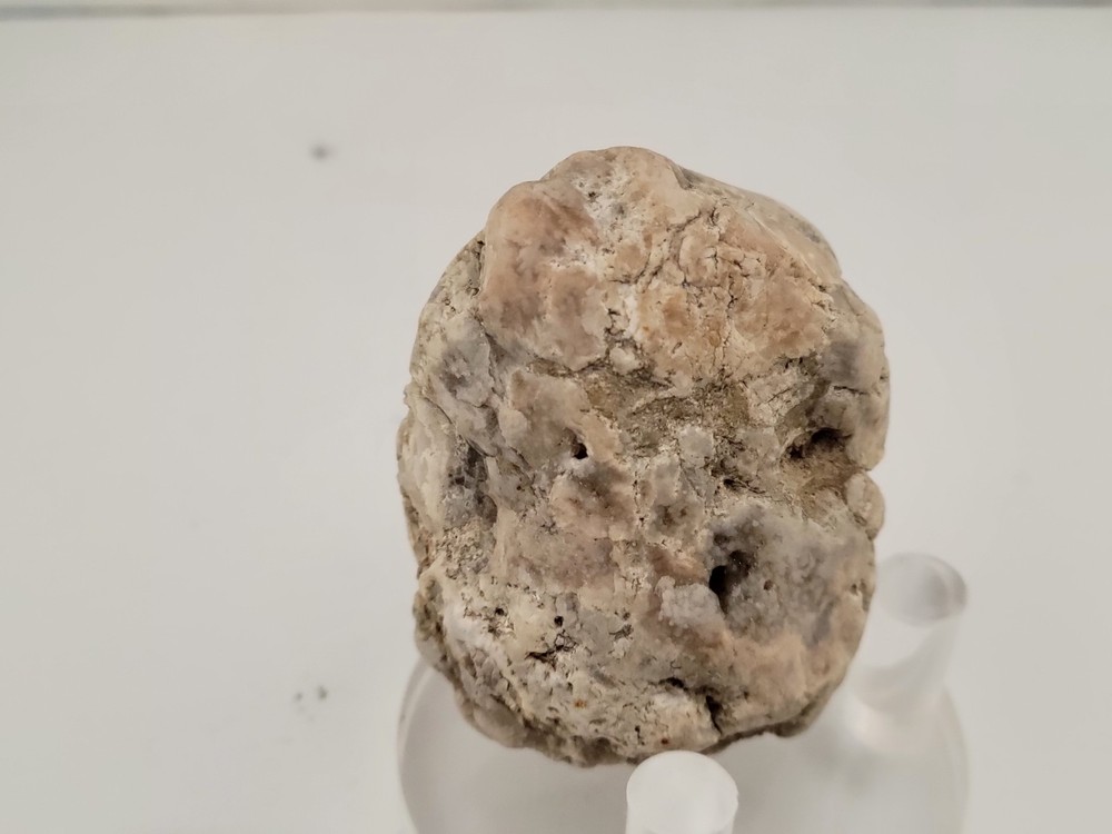 Real Permineralized Reptile Egg Fossil