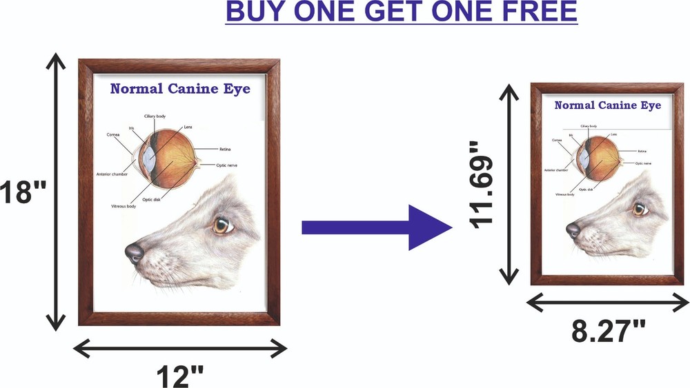 Normal Canine Eye Chart 12x18 inches