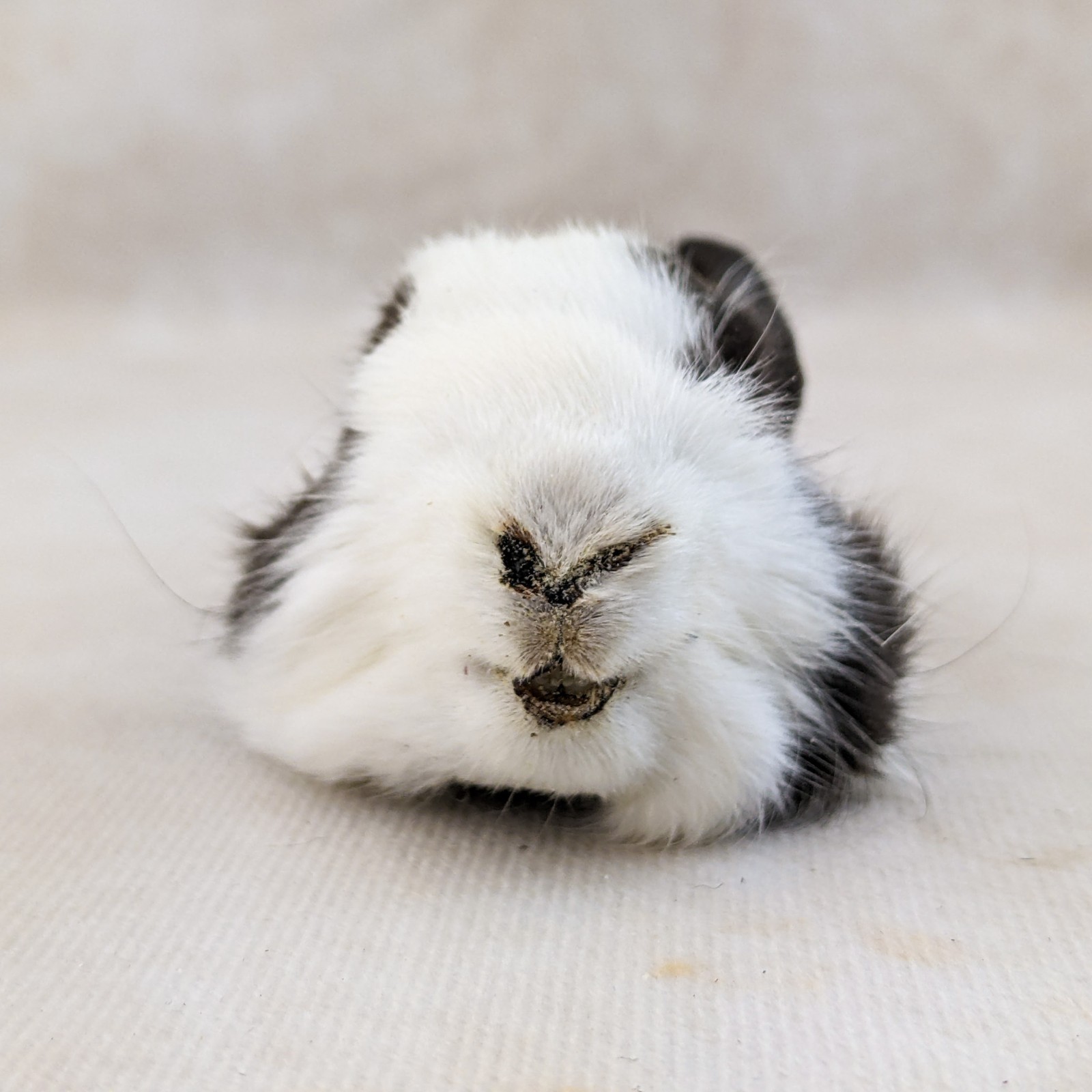 Bunny Rabbit Head for crafts Specimen Taxidermy Oddities craft gift collectible