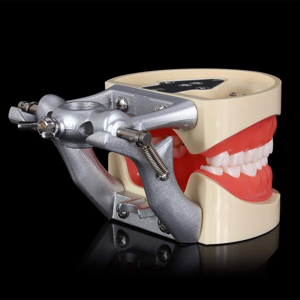 Dental Typodont Model 32pcs Removable Teeth Soft Tissue