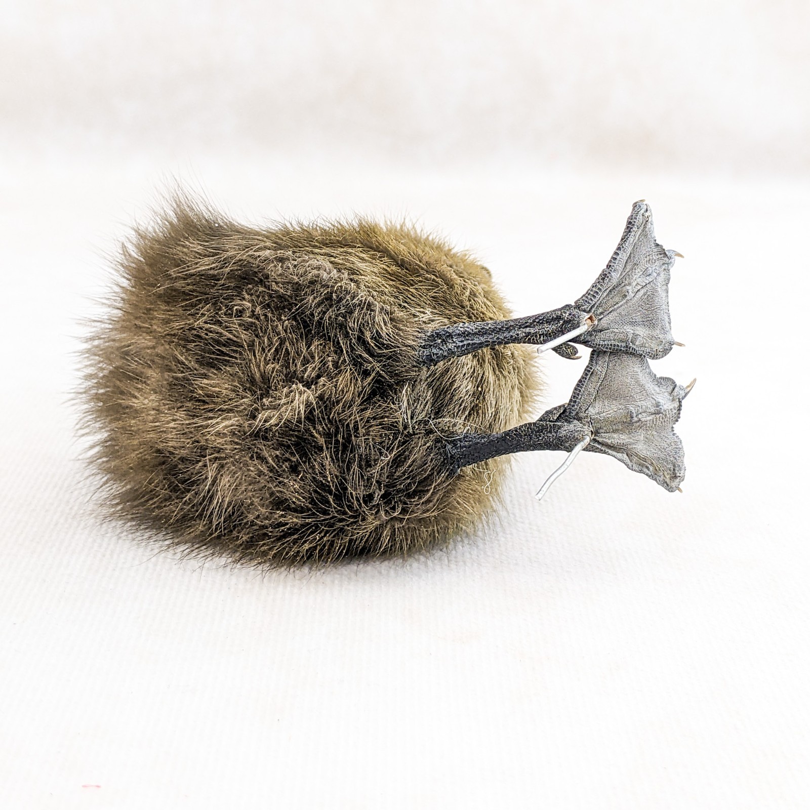 Domestic Duck Baby Duckling taxidermy species: A Platyrhynchos domesticus