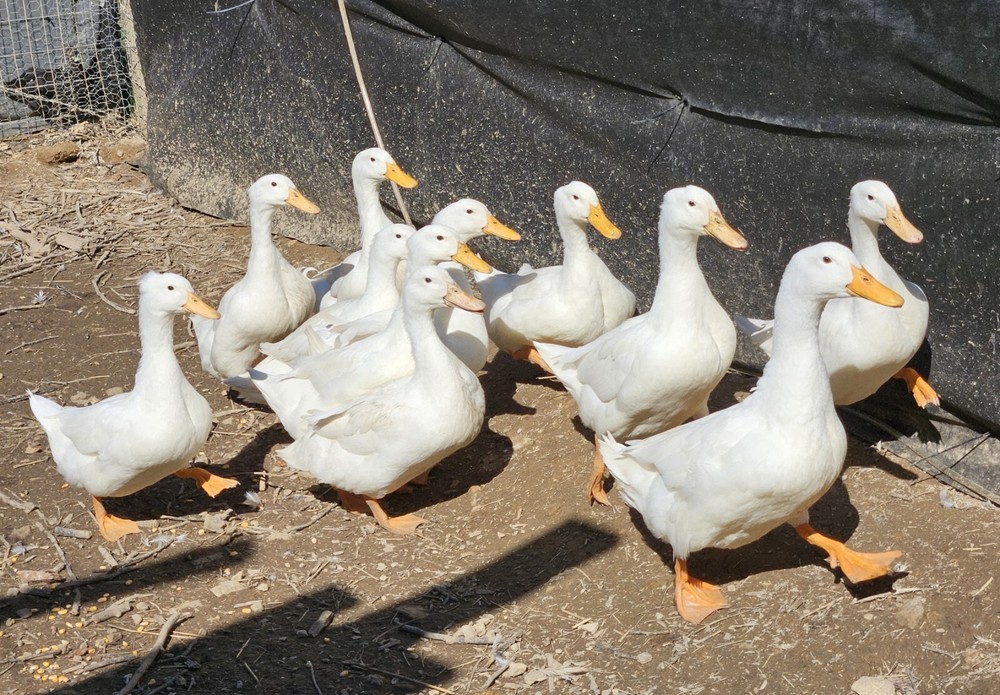 6 Jumbo Pekin Hatching Duck Eggs