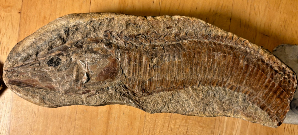 Exceptional Brazilian Fossilized Fish 6 inches long split node