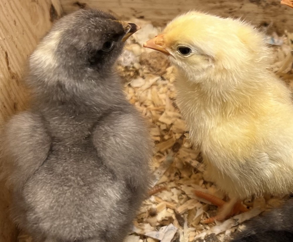 5 HATCHING EGGS, EASTER/OLIVE EGGERS, AMERAUCANA, LEGBAR. ** SHIPS SAME DAY **!!