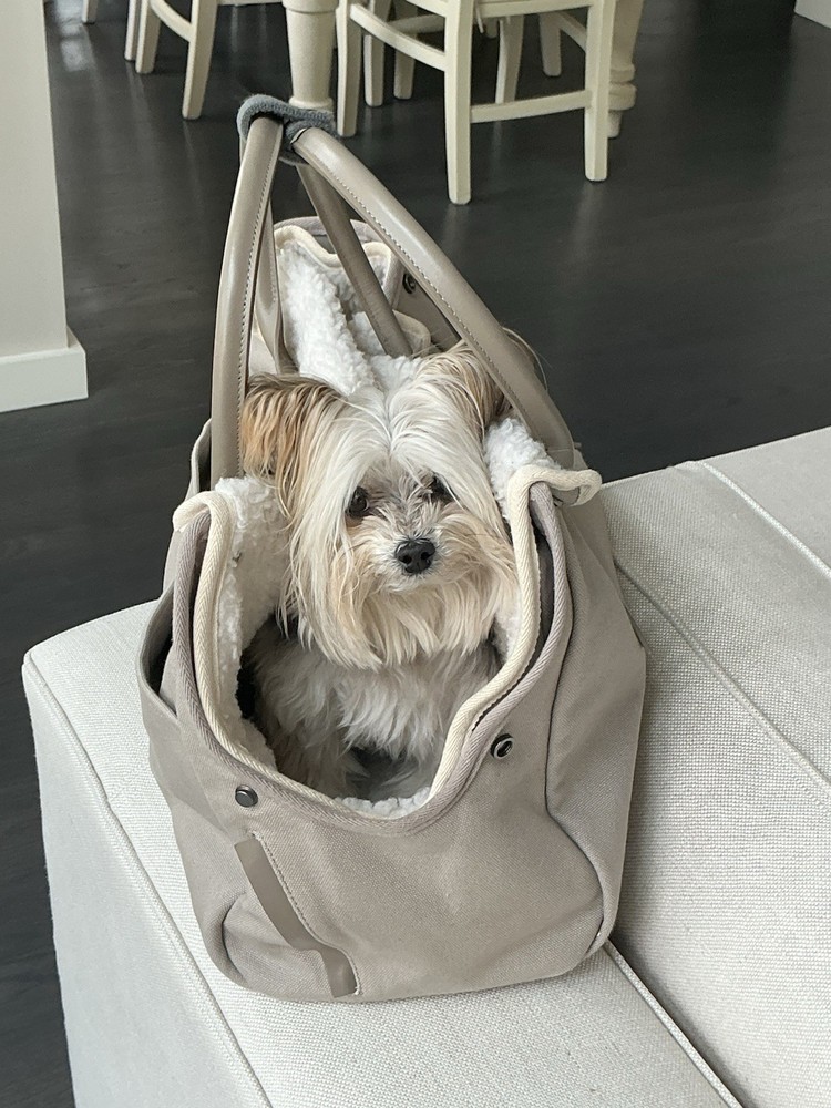 Max bone Dog Carrier
