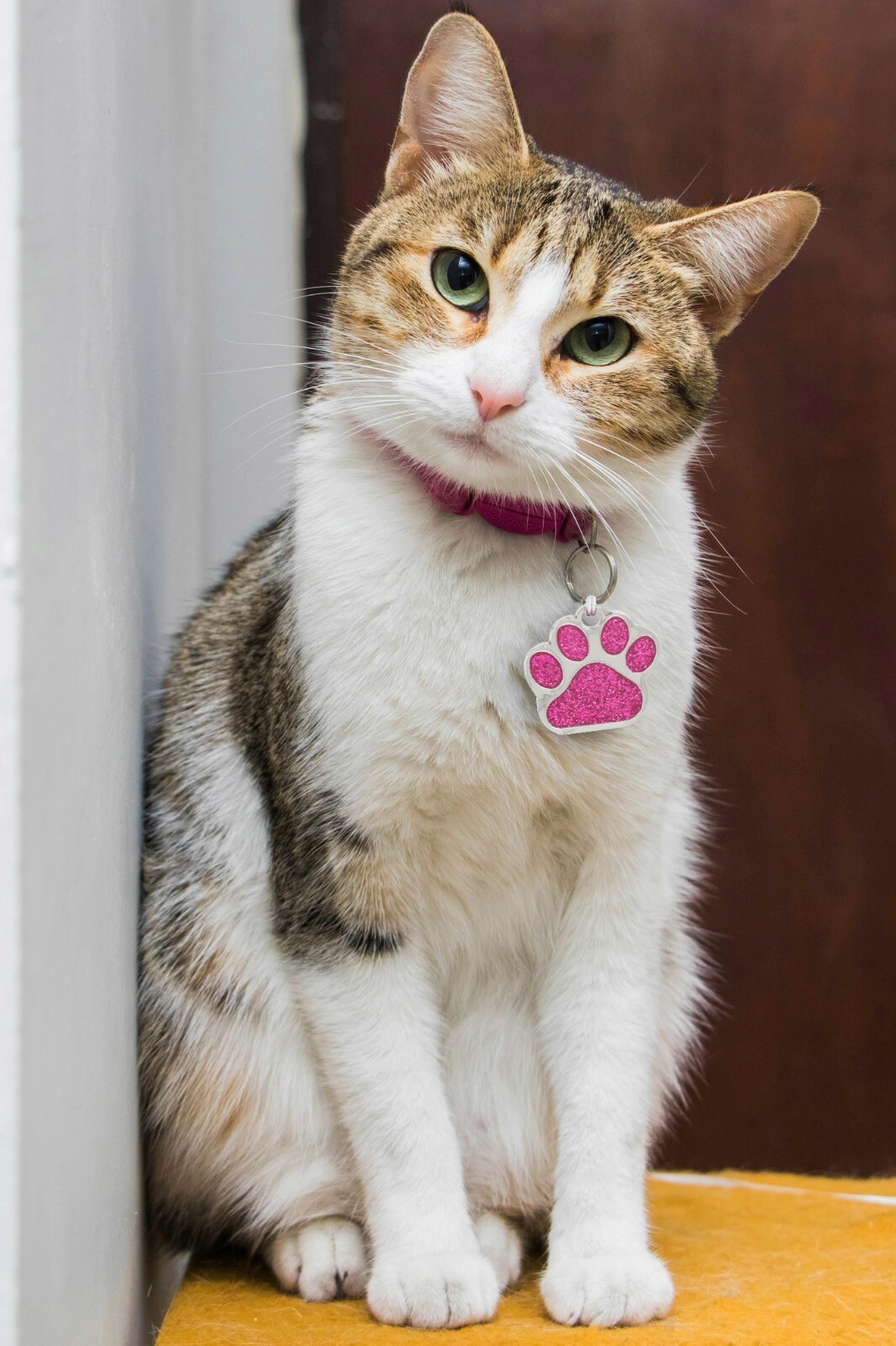 Deep Engraving, Glitter Paw Pet ID Tag, Custom Engraved, Dog Tags Personalized