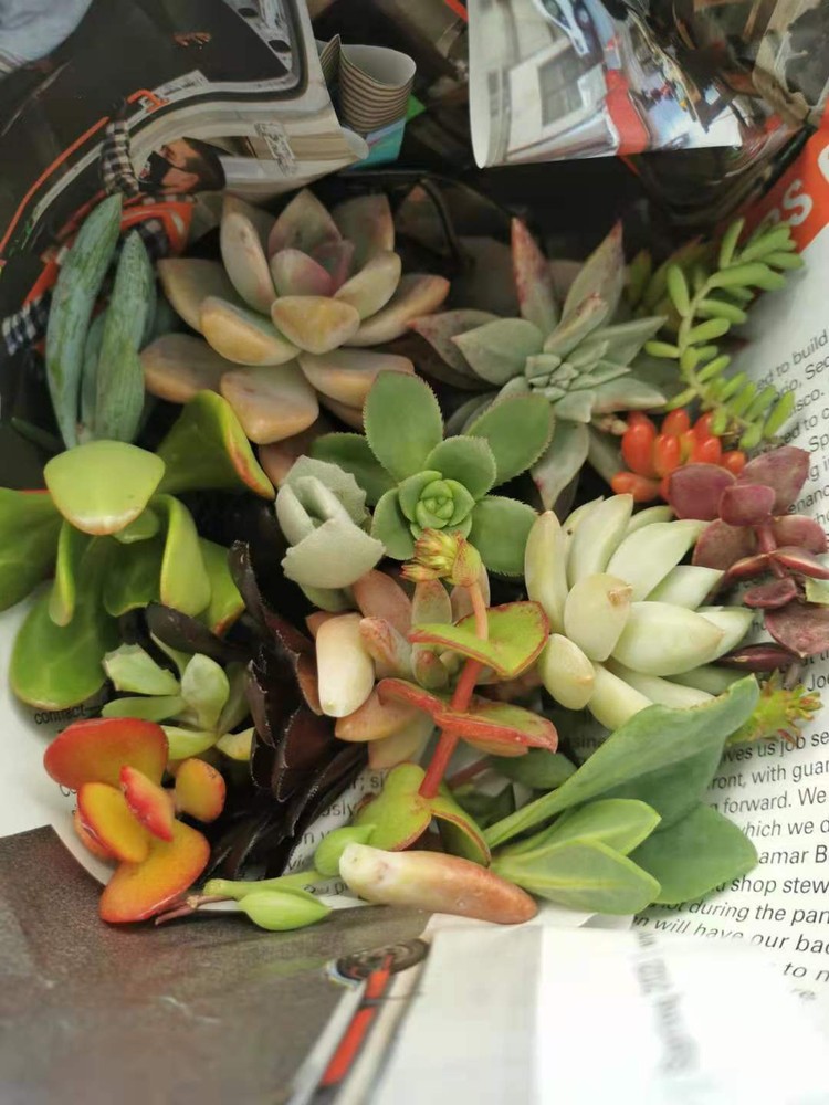 20 Assorted Succulent Cuttings/ 18 Varieties