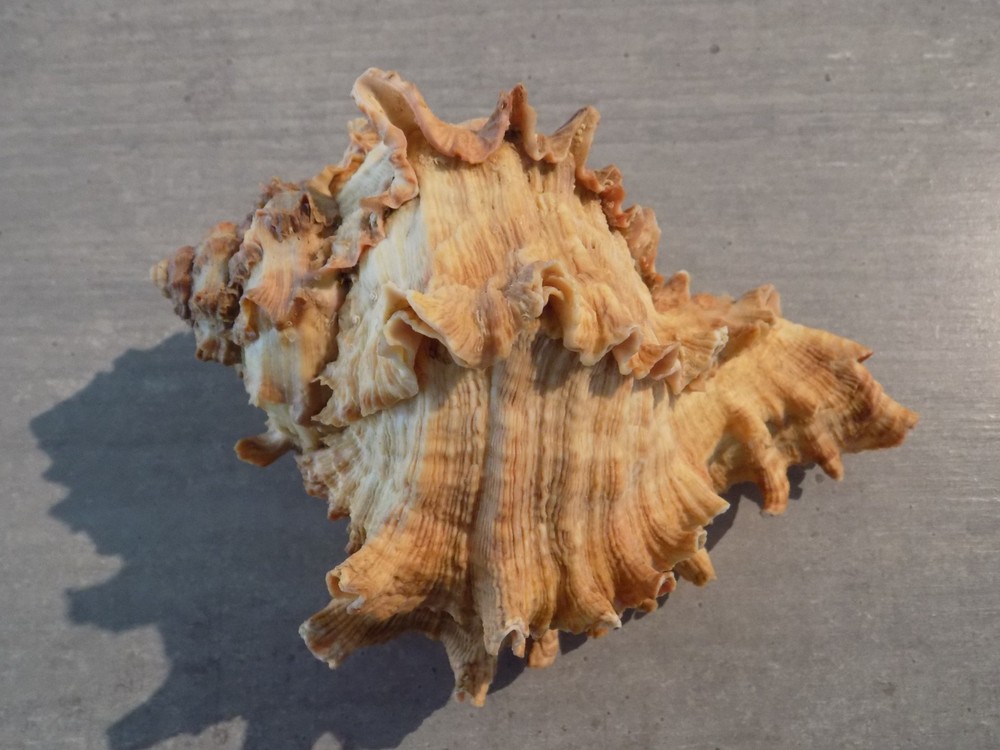 Shell: NEW MURICIDAE HEXAPLEX DUPLEX 155mm SENEGAL