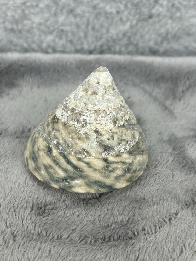 Indo Pacific Large Top Shell Trochus Niloticus 2.25"