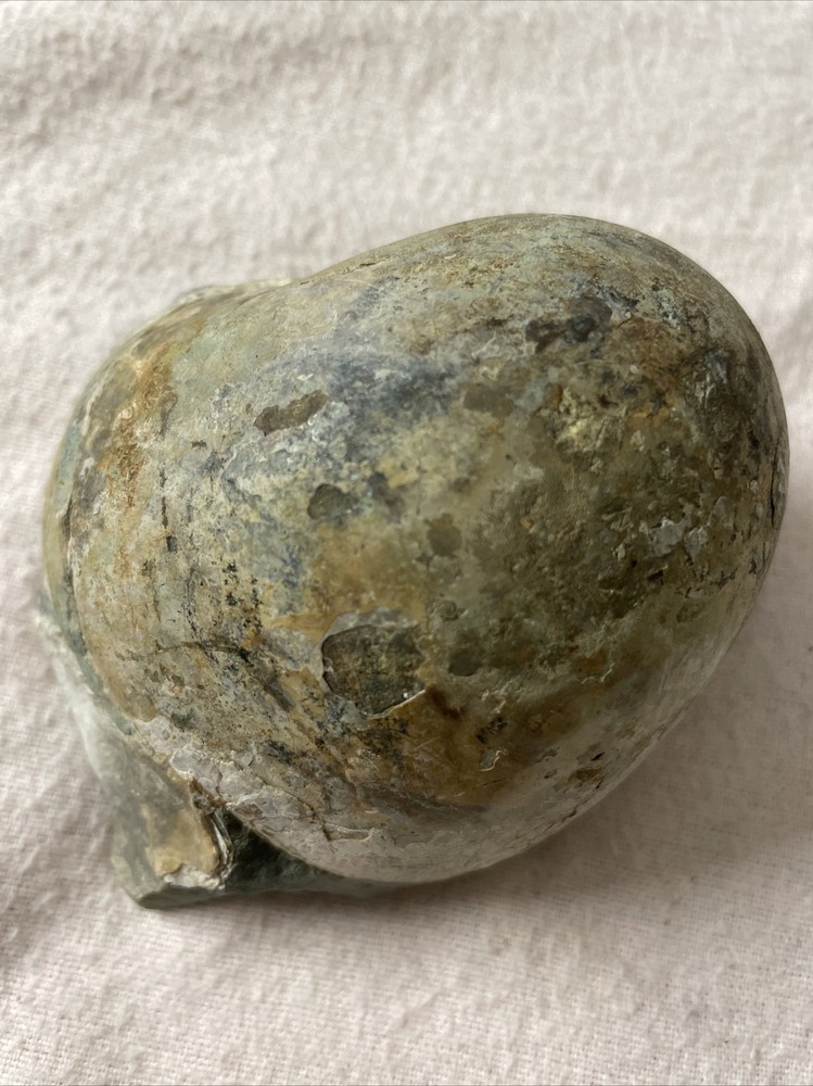 Real Fossil 485 Gr