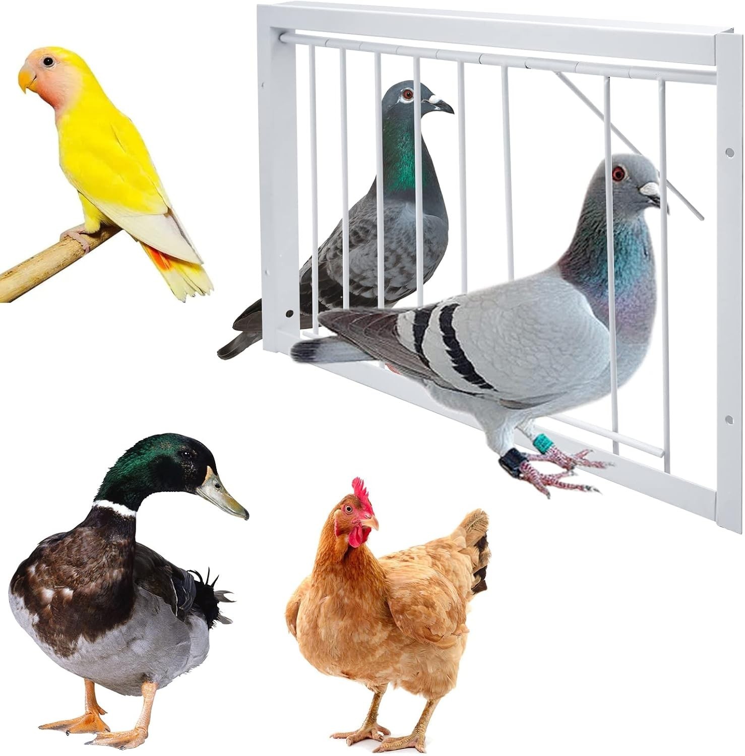 1 jaula para pájaros, trampa de acero inoxidable para palomas, puerta con barras