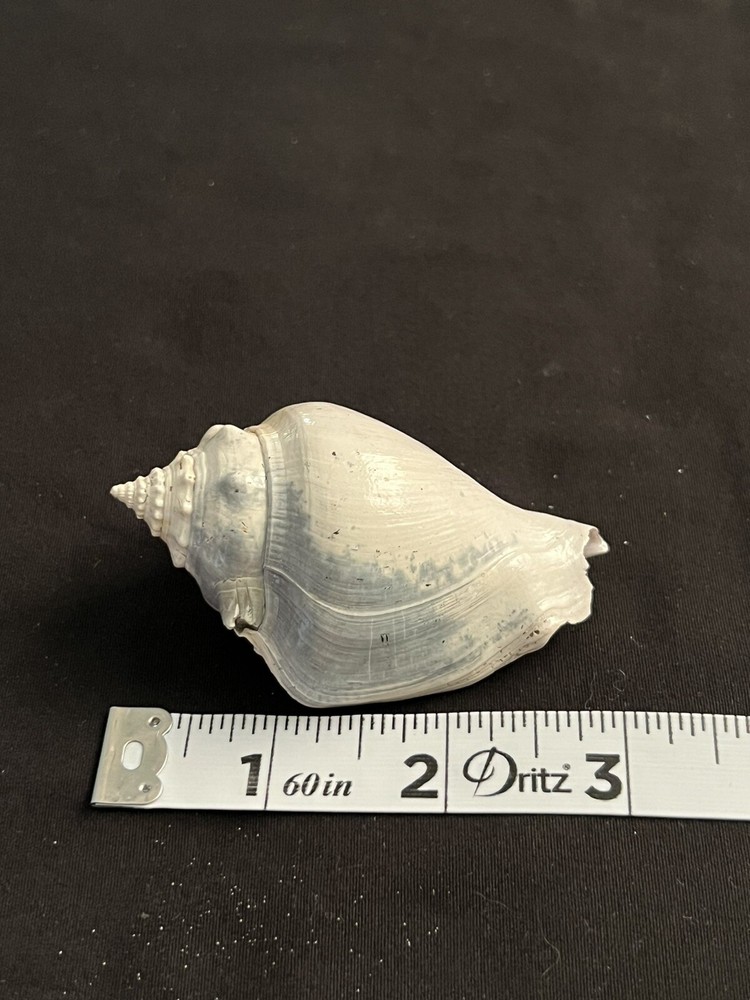 RARE Fossilized FIGHTING CONCH Shell From Central Florida.