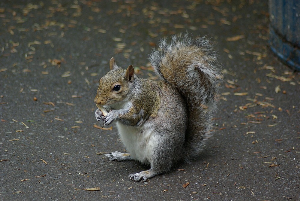 Gray Squirrel Taxidermy Reference Photo Cd