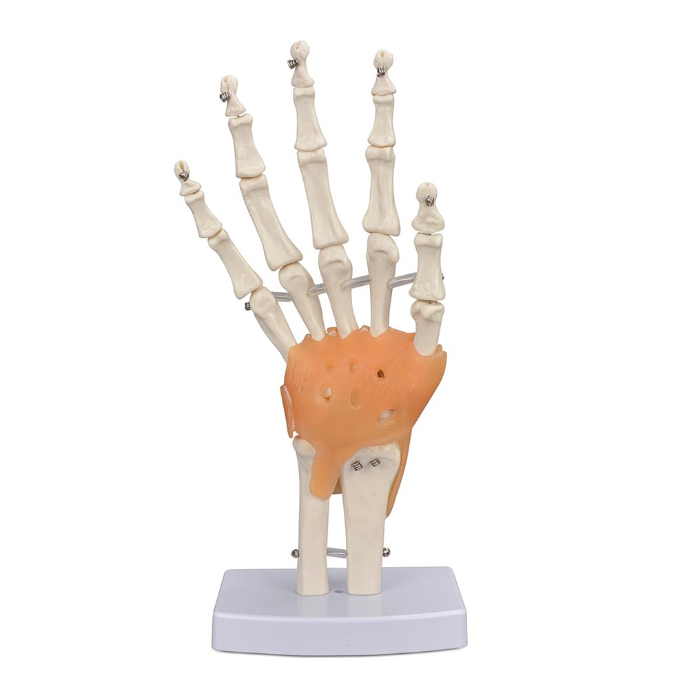 Hand Joint Model with Ligaments Flexible 1:1 Scientific Life Size for Training