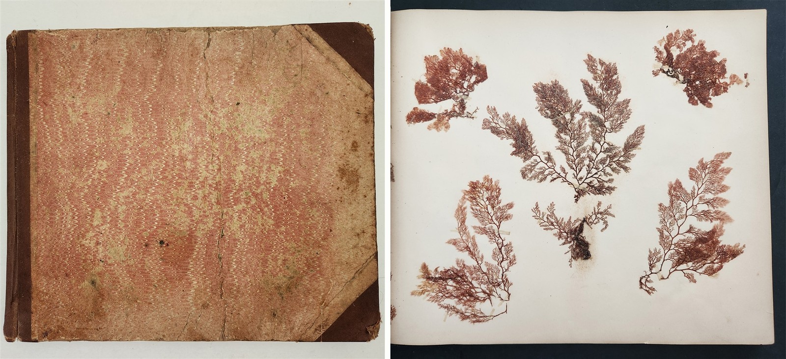 1883 antique SEAWEED pressed ALBUM monterey ca EUGENIE PHILLIPS specimen book