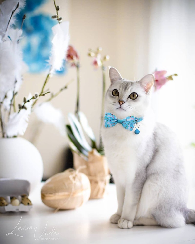 Easter Cat Bow Tie Collar Adjustable Breakaway Collar with Bells, Spring Bowt...