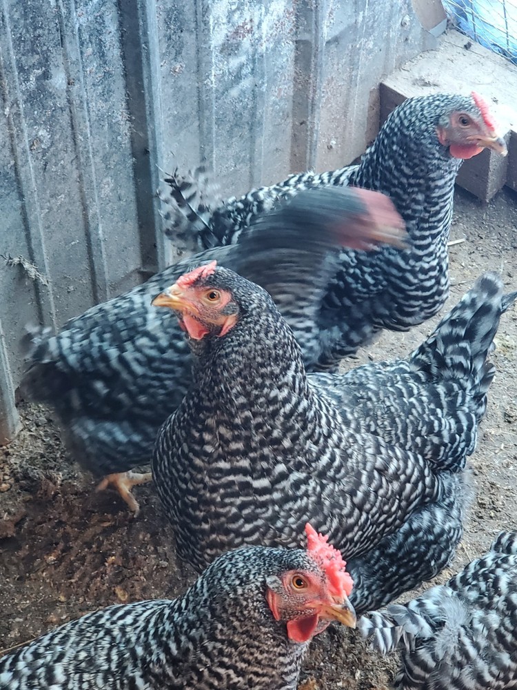 6 Dominique Hatching Eggs