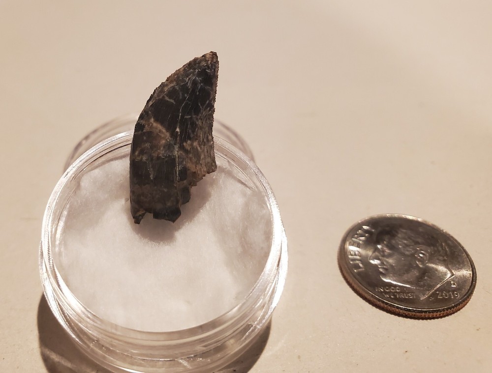 Tyrannosaur Tooth
