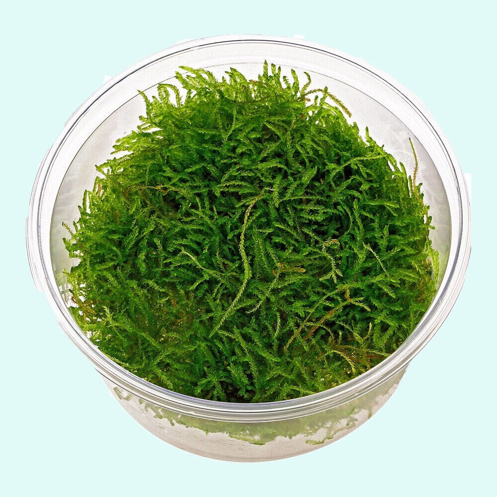 Buy 2 get 1 free Java Moss Live Aquarium Plant 2 OZ CUPsss FREESHIPPPPPY