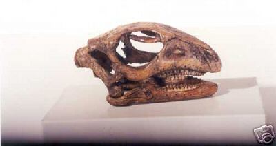 GASPARINISAURUS  DINOSAUR   SKULL REPLICA