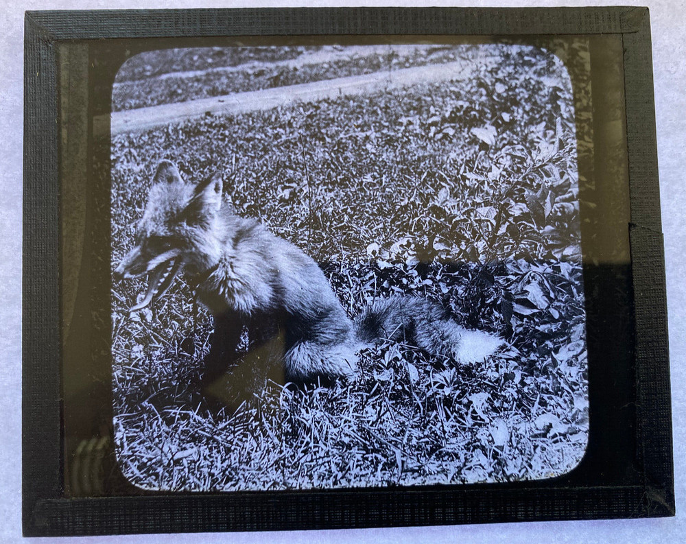 KEYSTONE MAGIC LANTERN SLIDE 74 REYNARD THE FOX 1920s